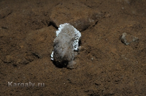Штольня Р-41. Август 2012 года