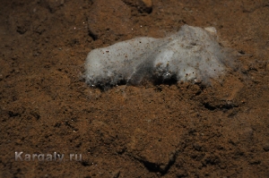 Штольня Р-41. Август 2012 года