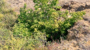 Штольня Р-42 «Лисья нора». Август 2022 года