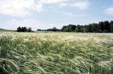 Под ковыльным покрывалом тайны Мясниковского оврага Под ковыльным покрывалом тайны Мясниковского оврага