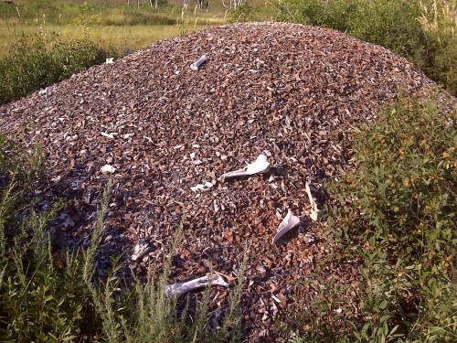 Остатки костей животных найденные при раскопках