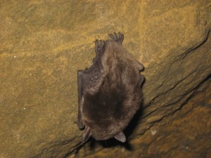 Летучая мышь в пещере