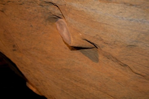 Окаменелое дерево