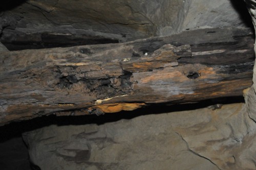 Ствол окаменелого дерева