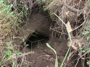 Штольня 02. 2010 год