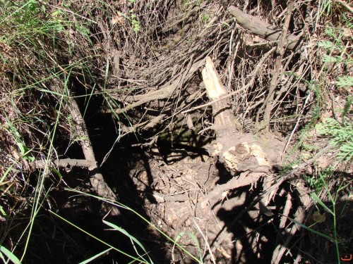 Экспедиция в рамках сайта История Оренбуржья. 12-16 июля 2010 года. День второй