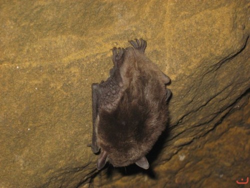 Штольня Р-39